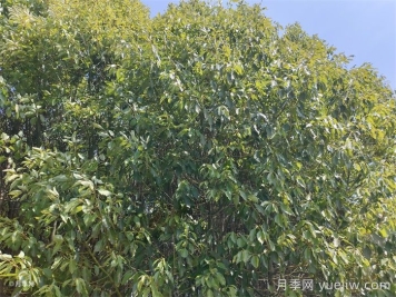 公園常見(jiàn)植物配置表