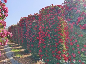 推薦13個(gè)藤本植物爬到花墻，開出一片花海