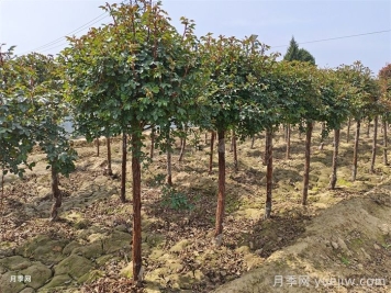 讓月季贏在春天，早春月季精準修剪指南