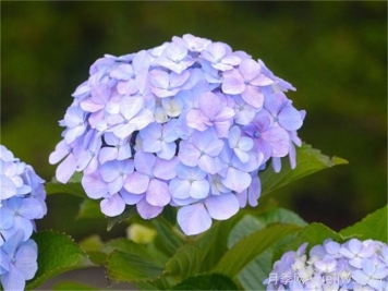 繡球花花語和寓意？繡球花怎么養(yǎng)？
