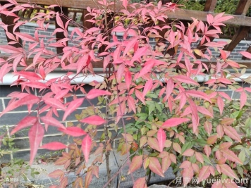 治愈系庭院花園植物，設(shè)計(jì)師必知的植物分享！