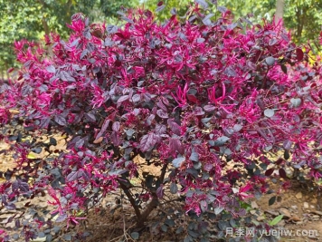 庭院低維護(hù)長(zhǎng)效植物推薦，打造你的專(zhuān)屬小院子