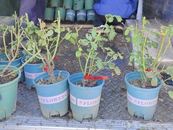月季花怎么換盆？掌握技巧花開不斷