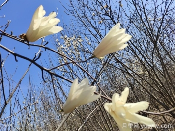 玉蘭花開，七個玉蘭品種推薦