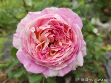 月季推薦，克勞德莫奈月季
