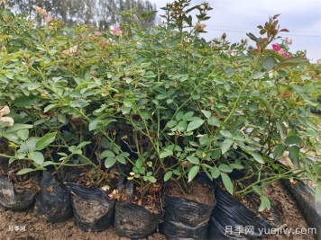 6種花卉春天喜歡肥，必有月季花