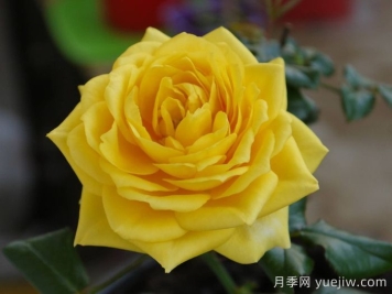 月季推薦，陽光海灘月季