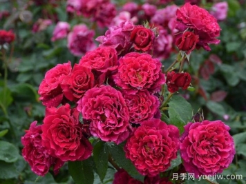 月季推薦，紅丘月季