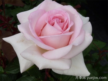 月季推薦，園藝王子月季