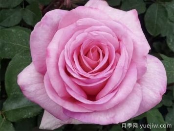 月季推薦，甜蜜訴說月季