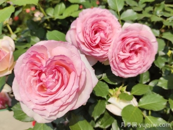如果只能養(yǎng)一棵月季花，那么就在這5個品種中選擇