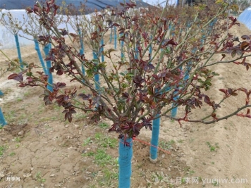 春天月季常見(jiàn)的黃葉問(wèn)題和處理方法