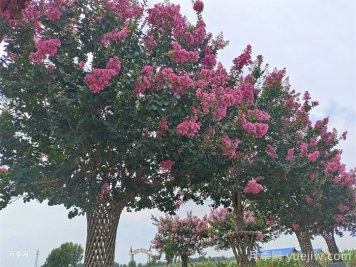 百日紅移栽的上佳時機(jī)，成活率杠杠的