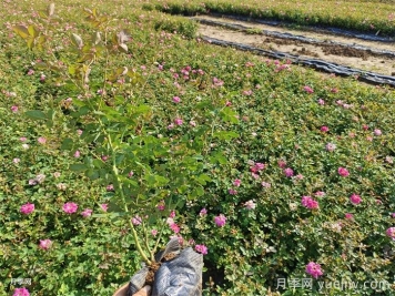 月季花打藥濃了怎么辦？