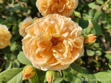 花卉市場月季十元一盆，為何網(wǎng)購月季苗要五十一盆？