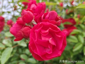 紅木香爬藤月季的優(yōu)缺點是什么？紅木香養(yǎng)護方法