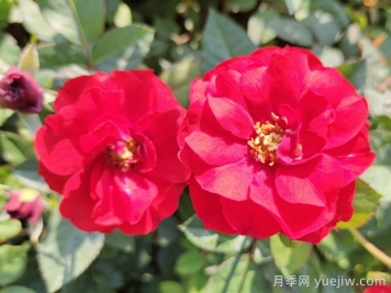 推薦5款豐花月季品種，園林綠化耐熱耐曬