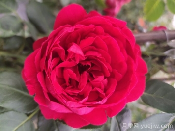 紅龍月季一年開幾次花？4-12月開6次