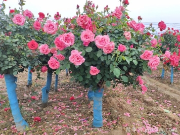 河北河間：月季成網(wǎng)紅，美麗能致富