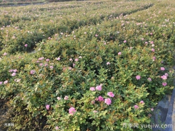 月季花怎么澆水和施肥？