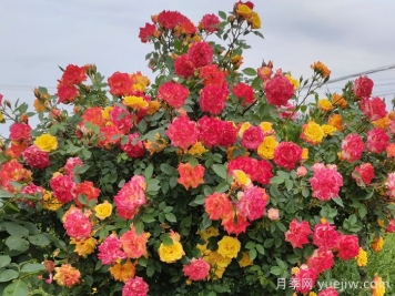 藤彩虹月季是開一季還是多季開花？