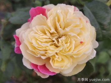 獨(dú)居特色的風(fēng)月月季喲哪些優(yōu)缺點(diǎn)？