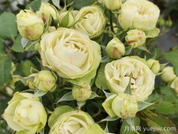 花友養(yǎng)奶油龍沙月季，花量多花色美