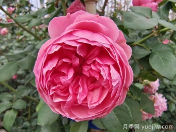 精選十首贊美月季花的古詩詞，夢回唐宋看月季花開！