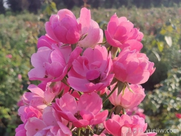 養(yǎng)好月季花需要注意的三個要點(diǎn)