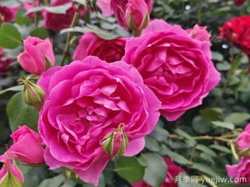 藤本月季大游行和粉色達(dá)芬奇優(yōu)缺點(diǎn)是什么？