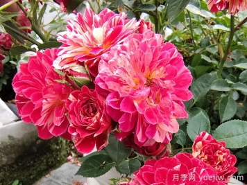 如何選擇適合自己的月季花？