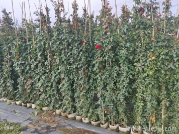 秋季藤本月季掌握好修剪和施肥，打造浪漫花墻