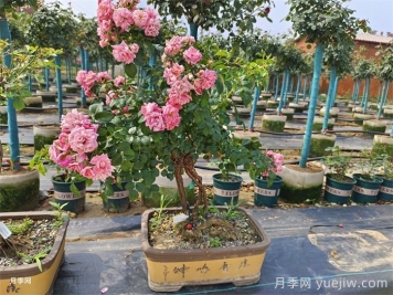 古樁盆景月季，既有顏值，又有價(jià)值
