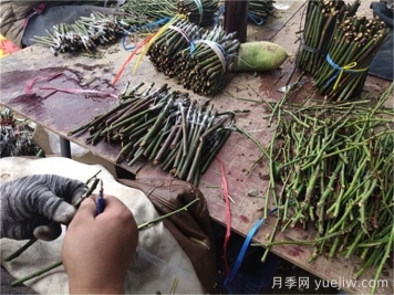 月季嫁接是門技術(shù)活，該如何做？