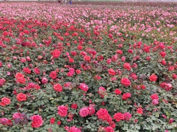 月季花的修剪基本操作和注意事項