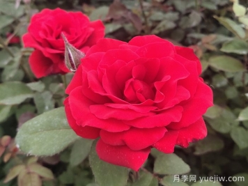 月季網(wǎng)講解如何掌握大花月季的習性