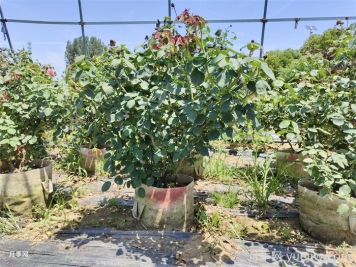 如何提高月季花苗成活率？方法為你列舉