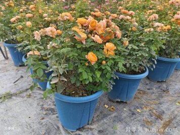月季花如何修剪？南陽基地抓住這3個時間修剪花開不斷