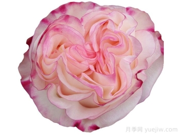 可愛教主月季/小可愛/非?？蓯? title=