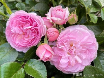 8首最美月季花古詩(shī)，春天賞花品詩(shī)
