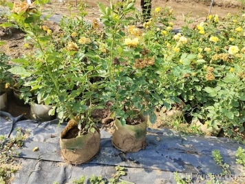 月季夏季狀態(tài)不佳，如何改善情況？