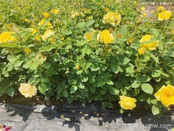 盆栽月季月月開花的關(guān)鍵是什么？