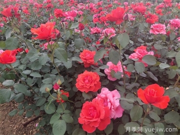 石橋月季日常管理技術要點有哪些？