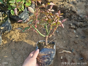 可以用月季種子栽培出月季花嗎？