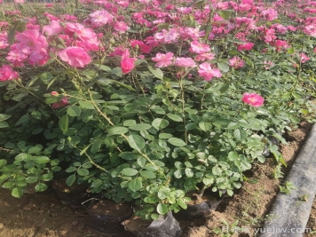 怎樣使月季月月開花？