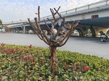月季冬剪如何處理？修剪有哪些注意事項？