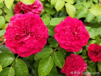 月季有什么特點(diǎn)？進(jìn)口月季有什么優(yōu)勢(shì)？