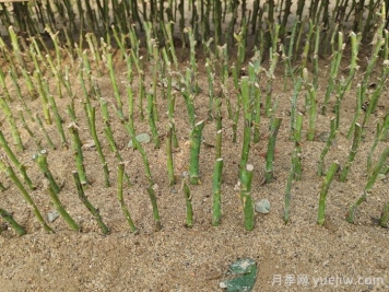 怎樣提高月季扦插率？