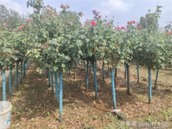 南陽樹狀月季網(wǎng)上交易成功，900棵出嫁杭州蕭山