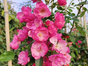 在陽(yáng)臺(tái)種植藤本月季需要考慮哪些因素？